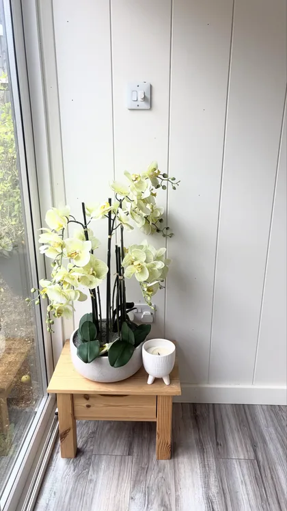 The orchid on the stool by the window.